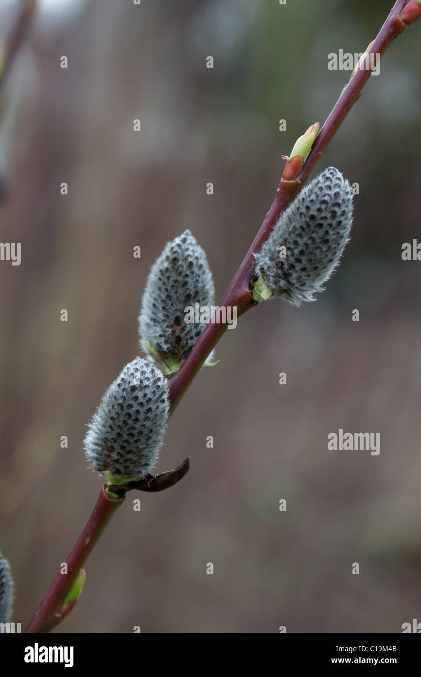 Salix acutifolia 'Blue Streak' sauce Foto de stock