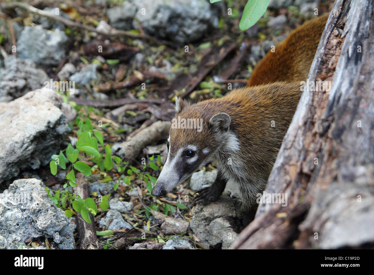 Anillo de coatí Nasua narica cola animal en América del Sur Foto de stock