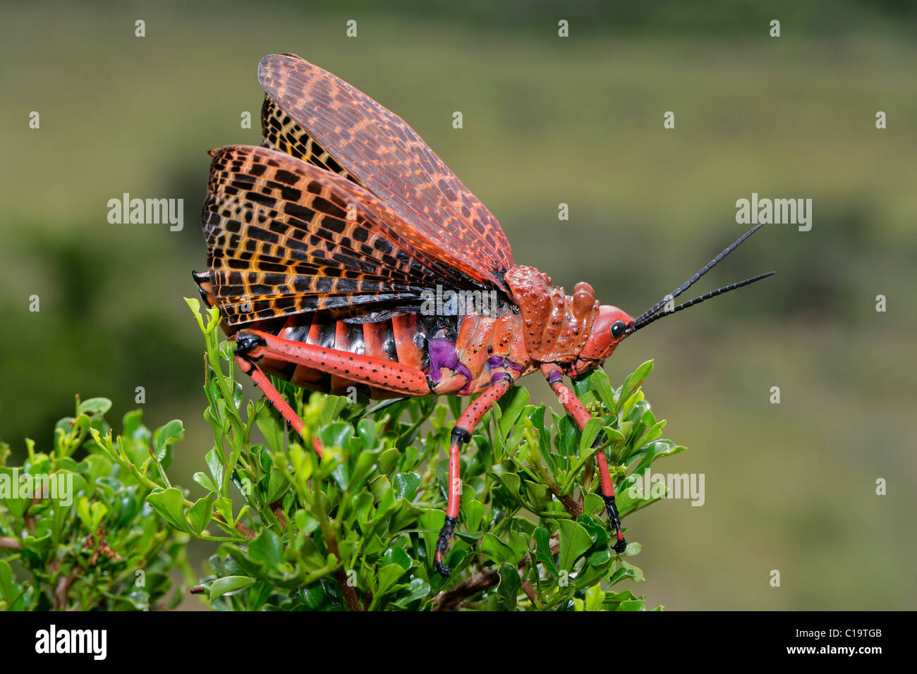 Saltamontes pyrgomorphid rojo con pantalla de ala, Sudáfrica Foto de stock