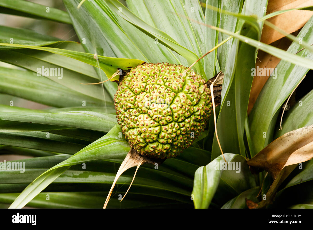 Fruto verde de pandanus fotografías e imágenes de alta resolución Alamy