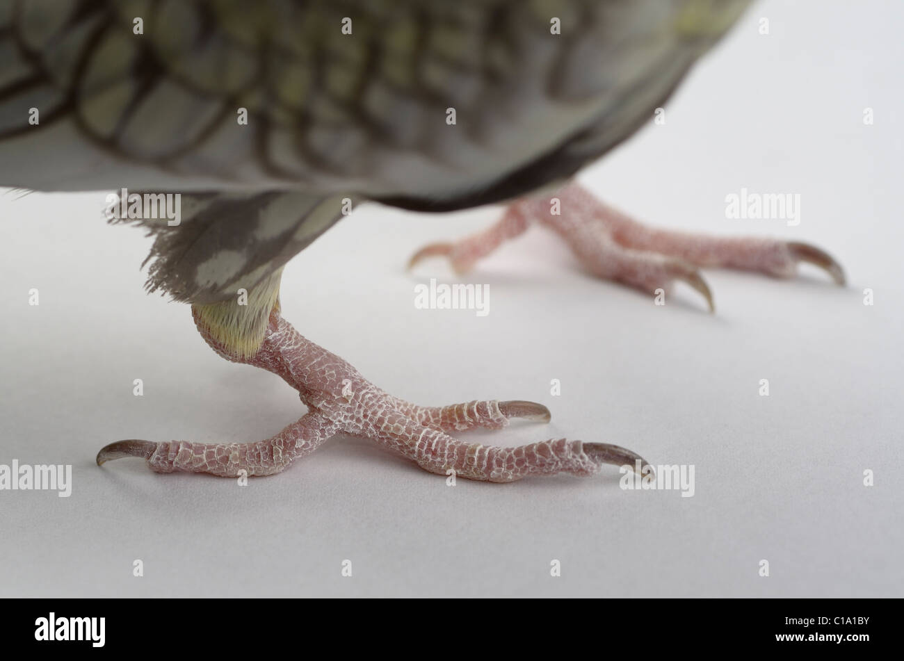 Cerca de la garra escamosa seca de una hembra Perla bird Cockatiel pie  Fotografía de stock - Alamy