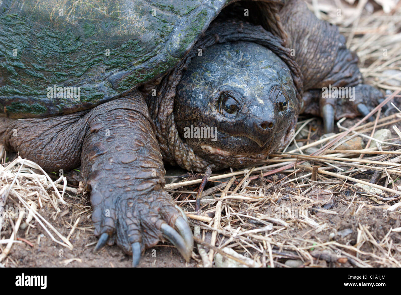 Ajuste de reptiles grandes tortugas Foto de stock