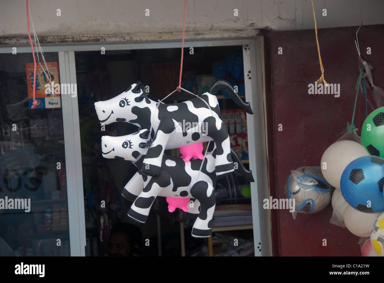 Las vacas inflables para venta en puesto callejero en el sur de Omán Foto de stock