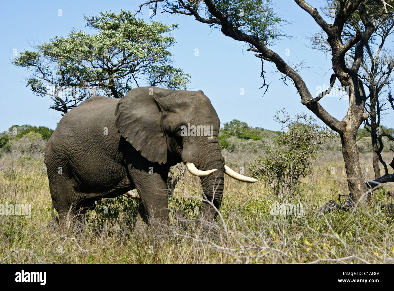 Bull elefantes en el Parque Nacional de Elefantes Tembe, Kwazulu-Natal, Sudáfrica Foto de stock