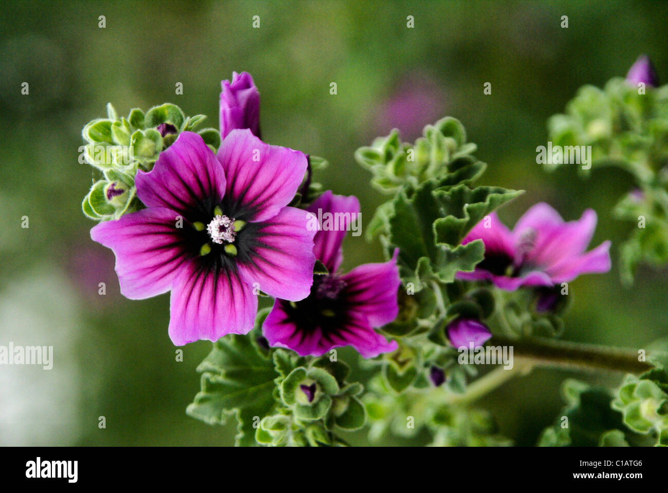 Violeta wildflower, Western Cape, Sudáfrica Foto de stock