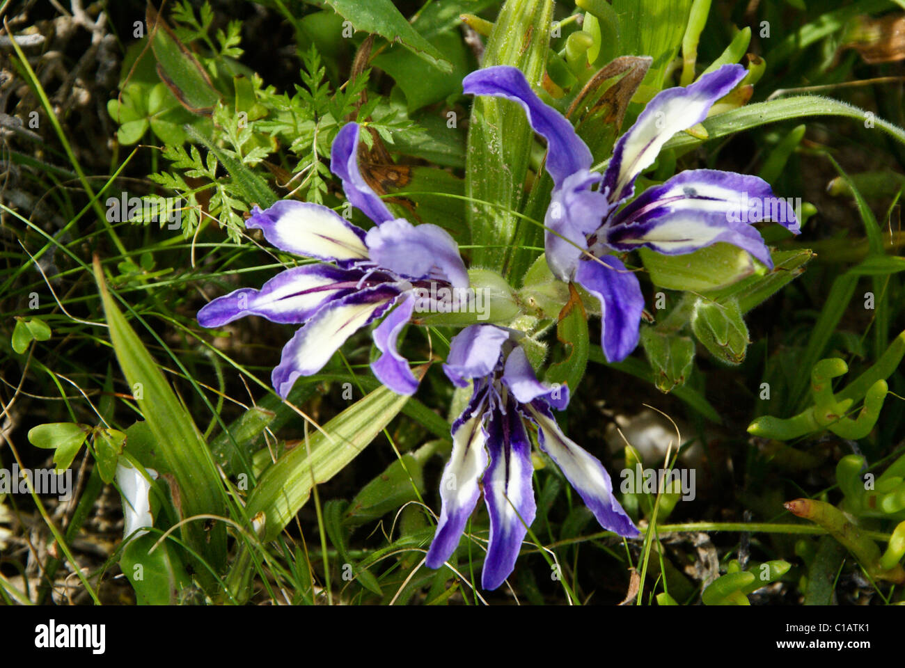 Wild Iris, Western Cape, Sudáfrica Foto de stock