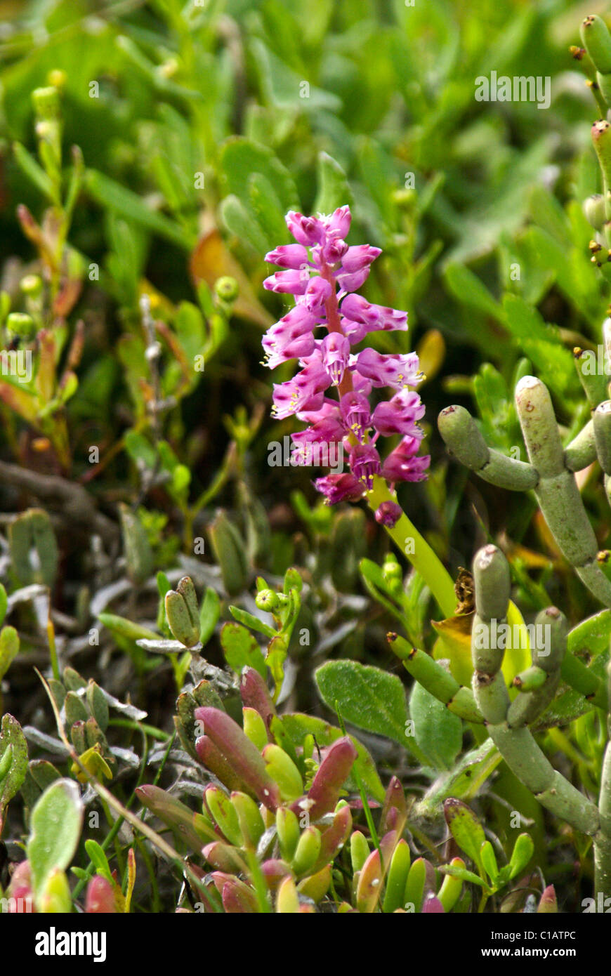 Violeta wildflower, Western Cape, Sudáfrica Foto de stock