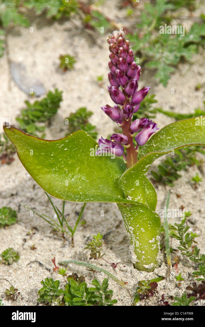 El wildflower púrpura en la playa, Western Cape, Sudáfrica Foto de stock