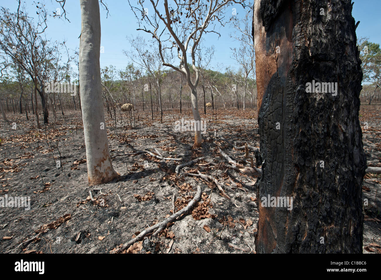 Scorched woodland después de incendios en el sur de Cairns, Queensland, Australia Foto de stock