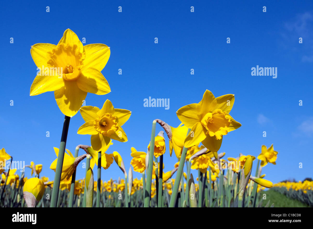 Narcisos en plena floración, Cornwall, Reino Unido Foto de stock