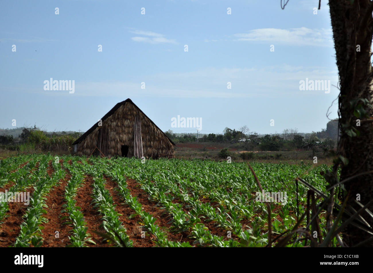 Un campo de tabaco en el Valle de Viñales Foto de stock