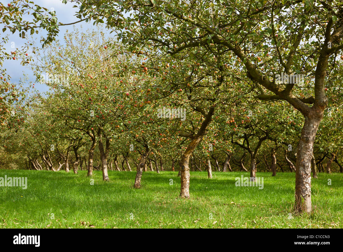 Huerto de manzanos Foto de stock