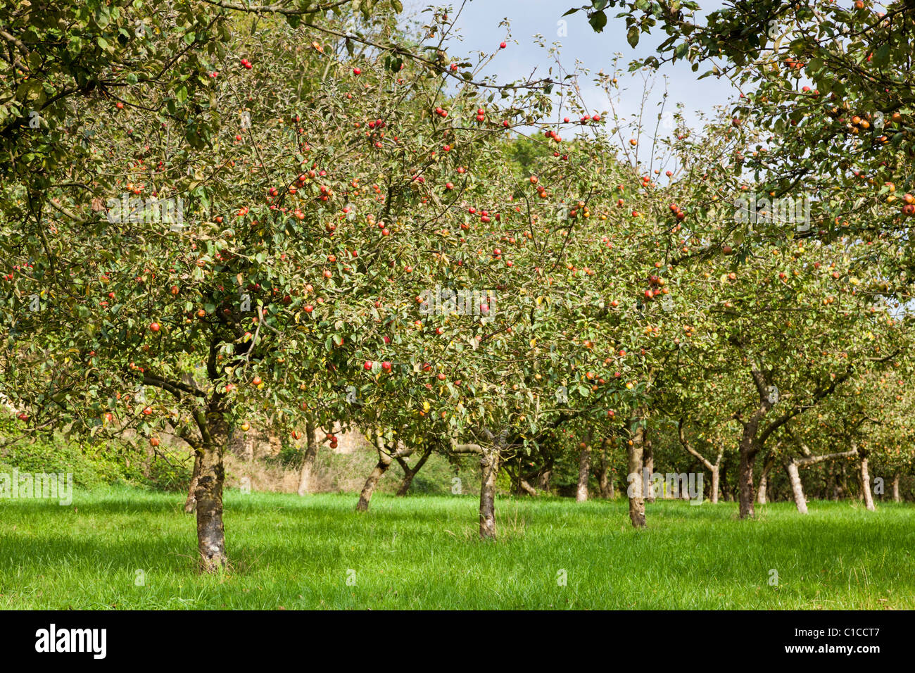 Apple tree Orchard Foto de stock