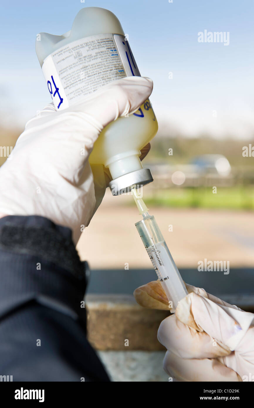 Veterinarios del Reino Unido llenando una jeringa, listo para inocular un ternero. Foto de stock