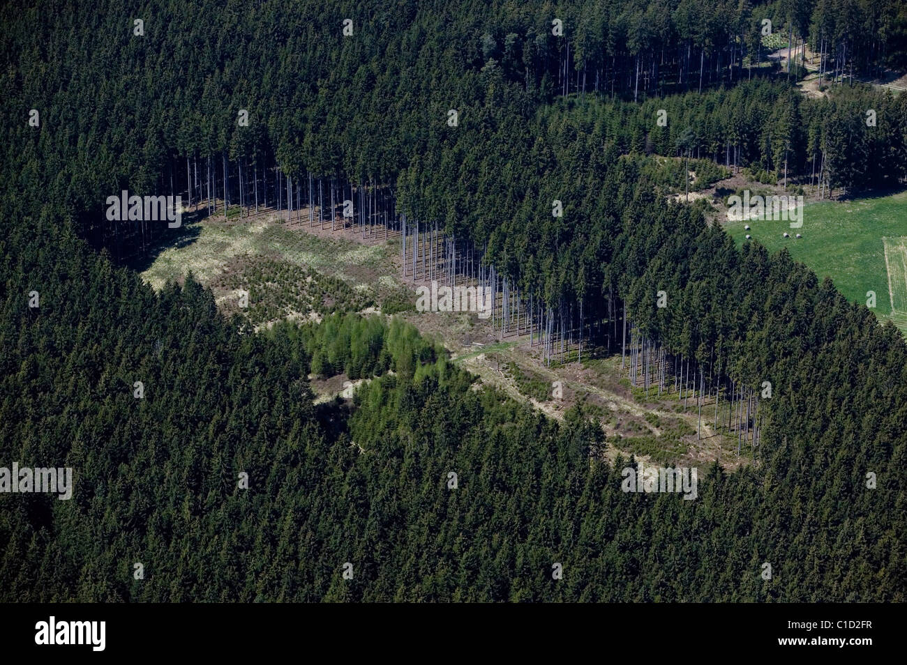 Vista aérea sobre soporte de árboles de hoja perenne Baviera Alemania Foto de stock