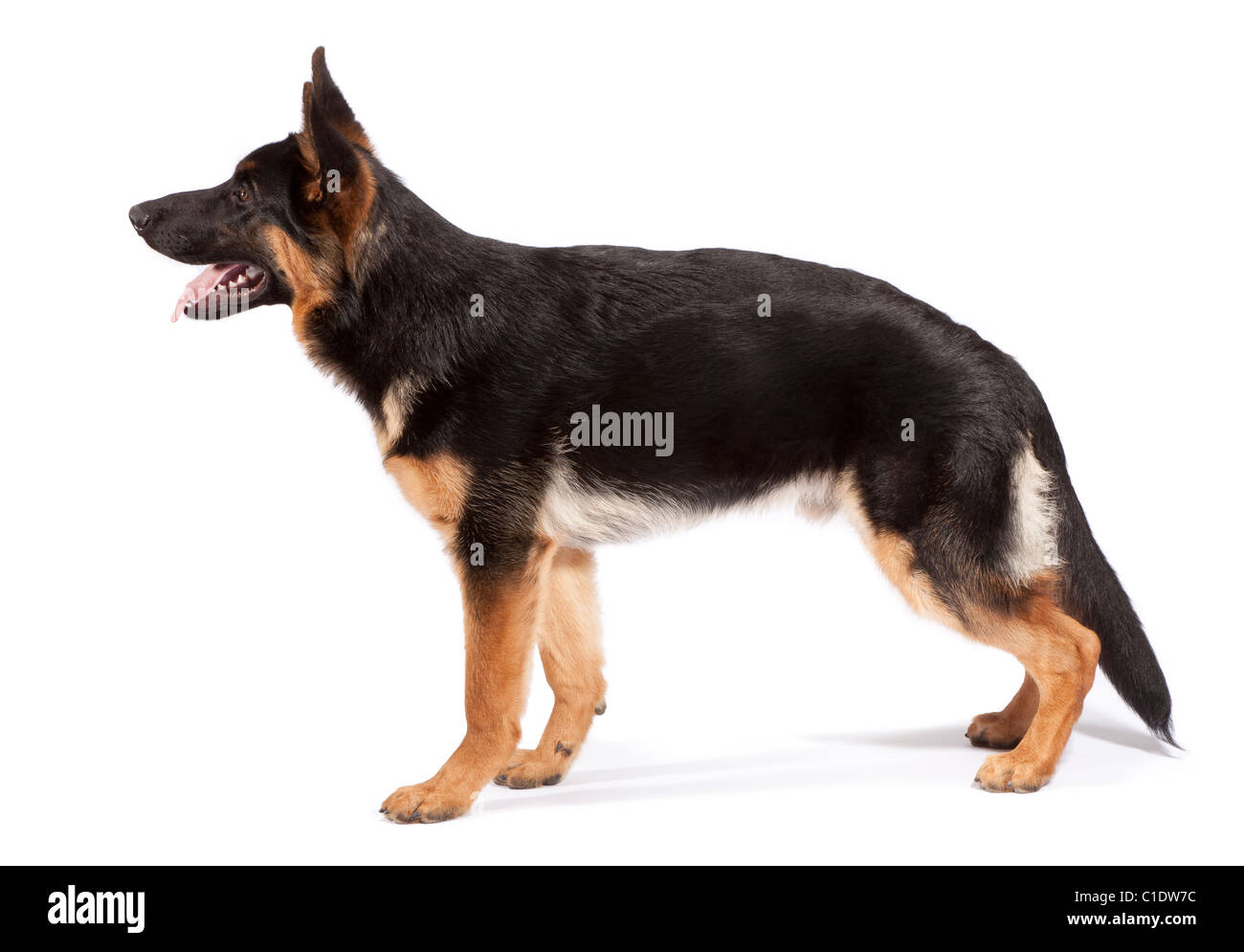Macho joven perro pastor alemán a los 6 meses de edad Fotografía de stock -  Alamy
