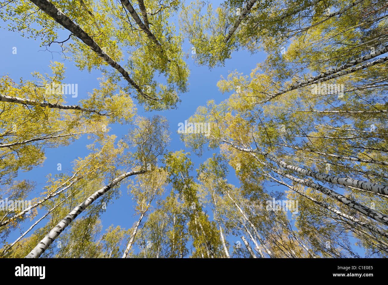 Mirando hacia arriba en el bosque de abedules con lente gran angular Foto de stock