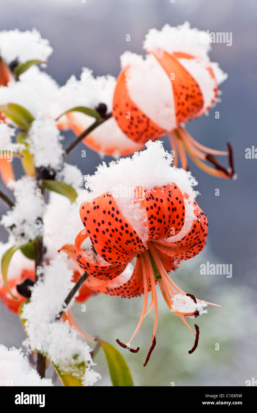 Primera nevada de la temporada cubre floración tardía Tiger Lilies in en Eagle River en Southcentral Alaska en otoño. Foto de stock