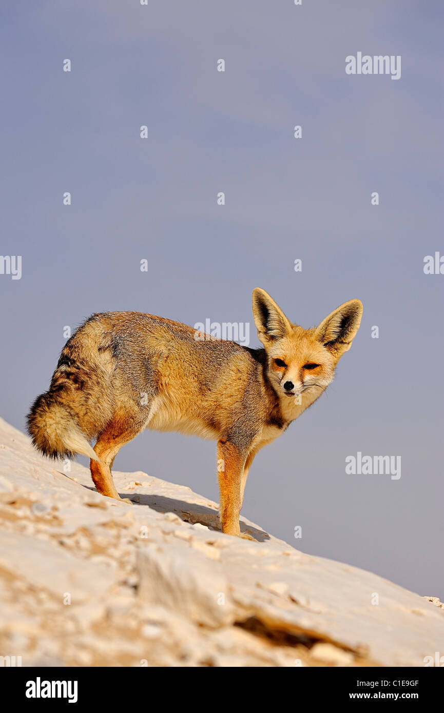 Fennec fox, Nombre científico: Fennecus Zerda, sobre una formación rocosa en el Desierto Blanco Desierto, Jamahiriya, en el oeste de Egipto Foto de stock