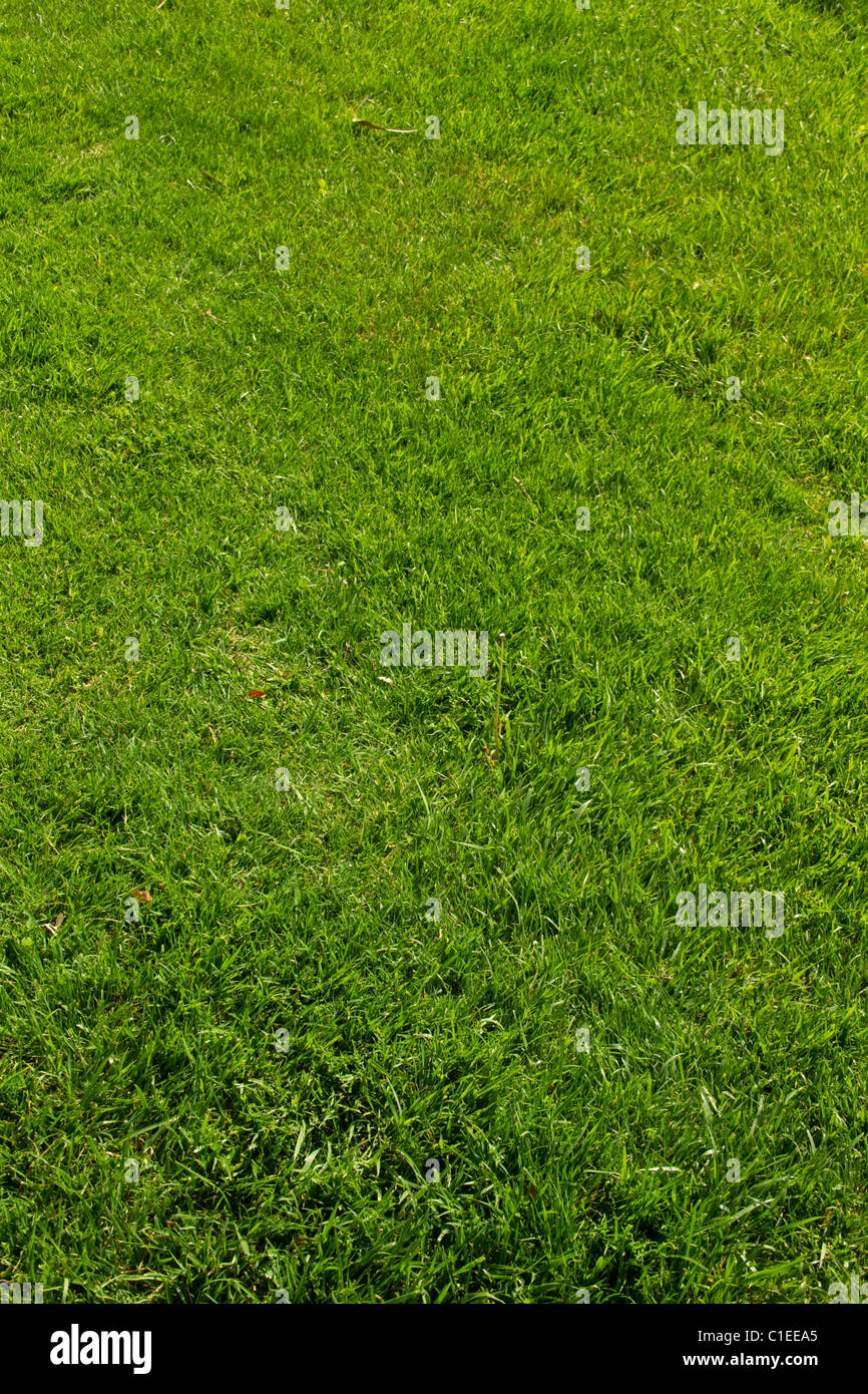 Hierba verde paisaje del césped jardín césped crezca suave dulce plantar vegetación blade mow fertilizar antecedentes jugar campo Foto de stock