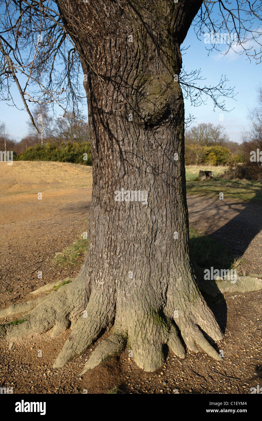 Oak Tree trunk en Epping Forest Foto de stock