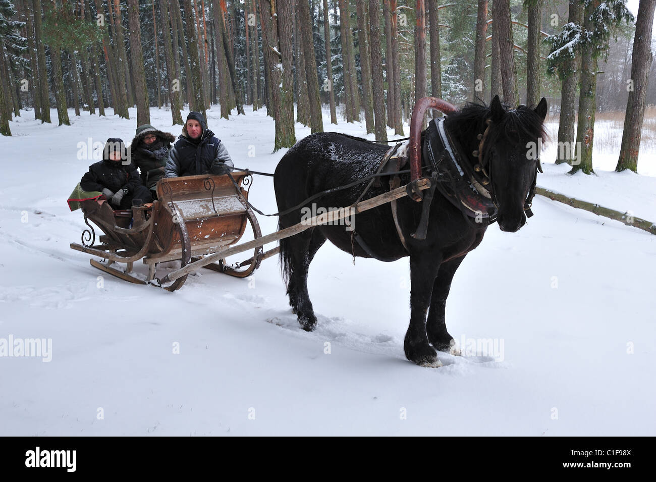 Caballo Suprasl Polonia trineos, región Podlasie Foto de stock