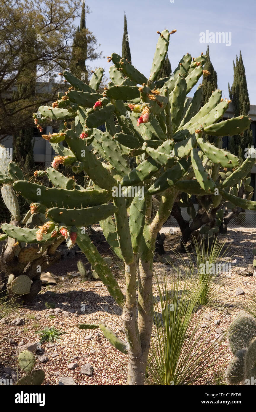 La cochinilla (cactus Opuntia cochenillifera) con flores. Foto de stock