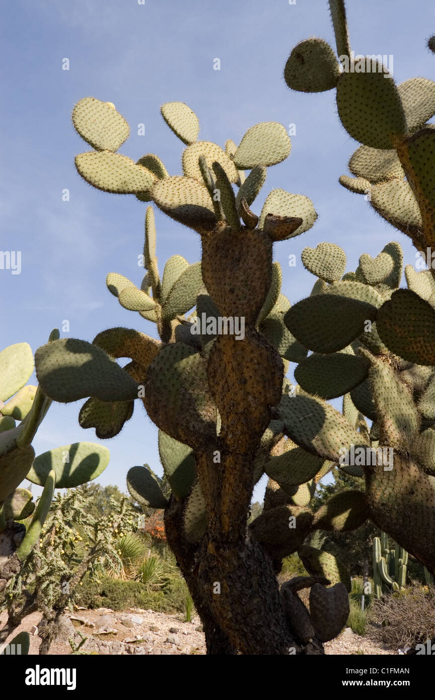 Duraznillo blanco fotografías e imágenes de alta resolución - Alamy