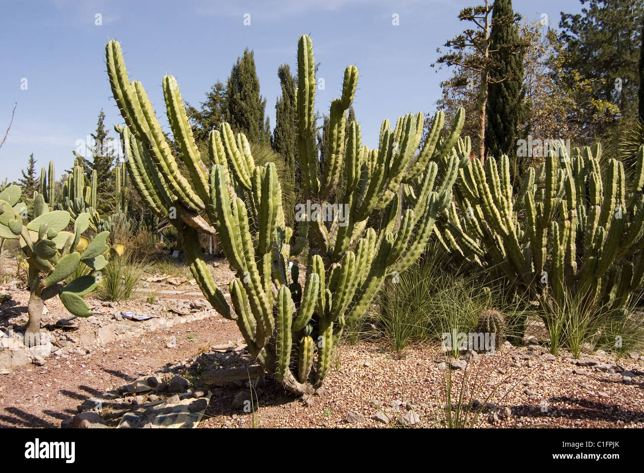 Cactus garambullo fotografías e imágenes de alta resolución - Alamy