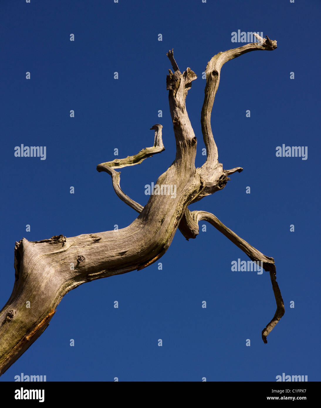 Rama de árbol muerto iluminadas contra el cielo azul profundo Foto de stock