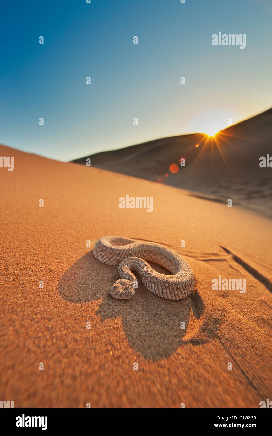 El Sidewinder sumador (Bitis peringueyi) es una especie de víbora venenosa en el desierto de Namib Foto de stock