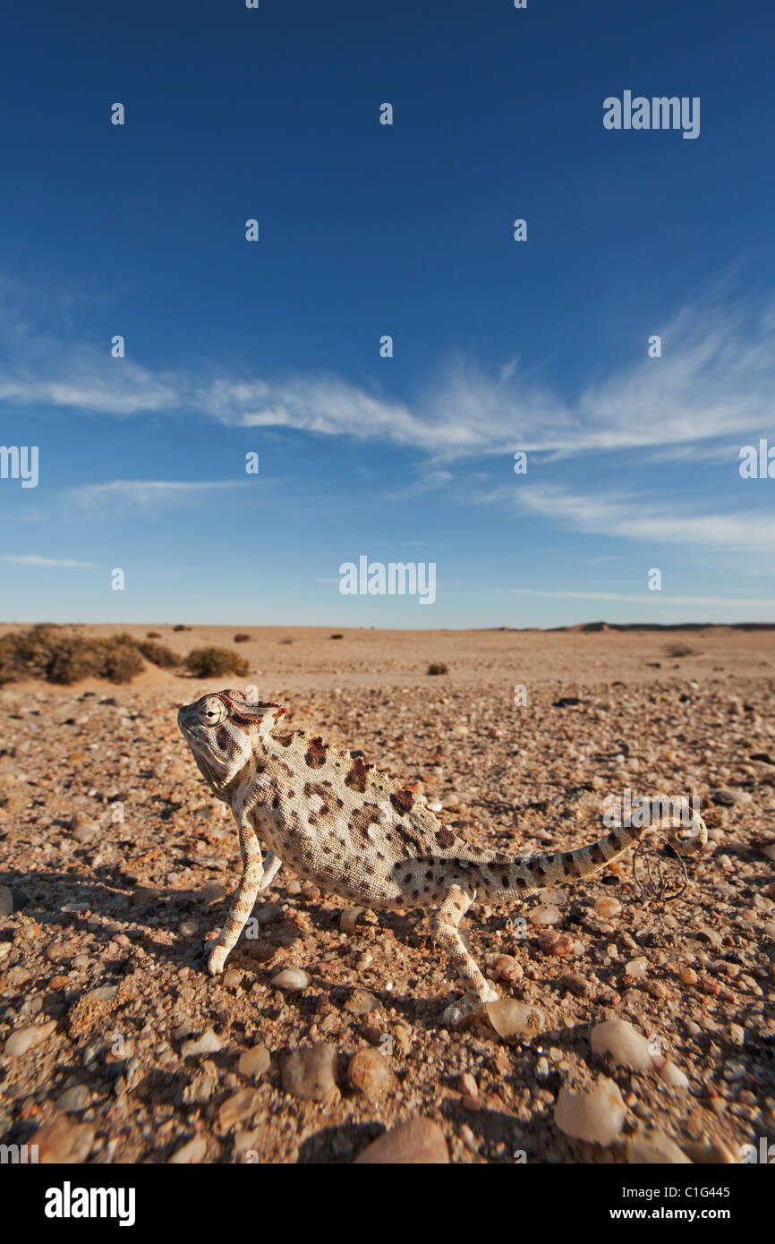 Camaleón (Chamaeleo namaquensis Namaqua) cuyo hábitat se componen de zonas de arena del desierto de Namib Foto de stock