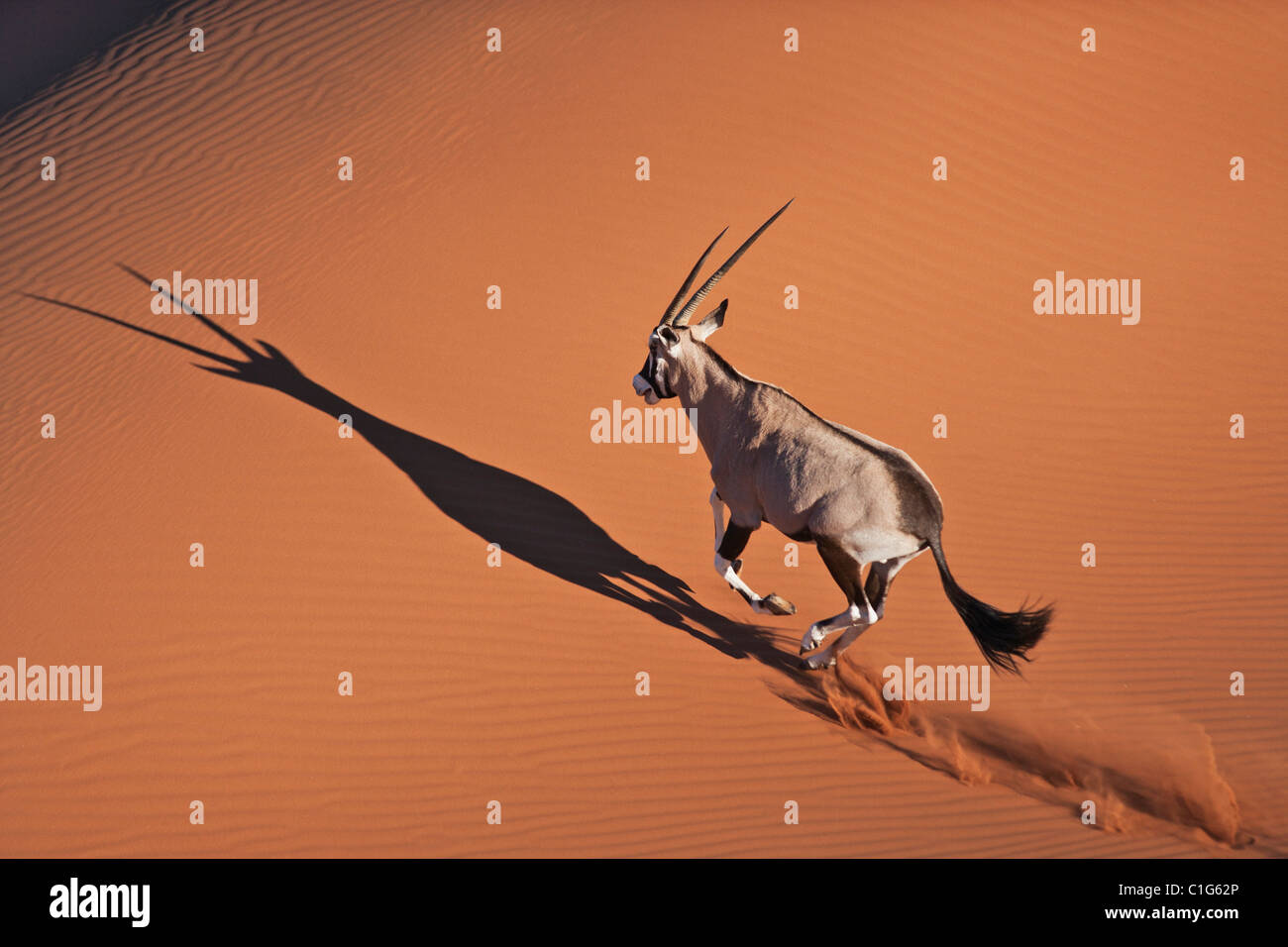 Gemsbok (Oryx gazella) en el típico hábitat del desierto de dunas de arena del desierto de Namibia Foto de stock