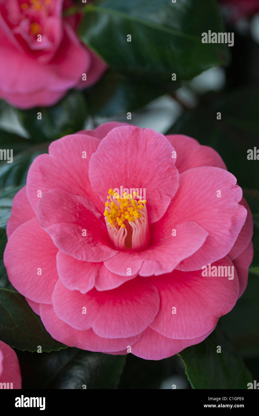 , Camellia Williamsii, salte de marzo Foto de stock