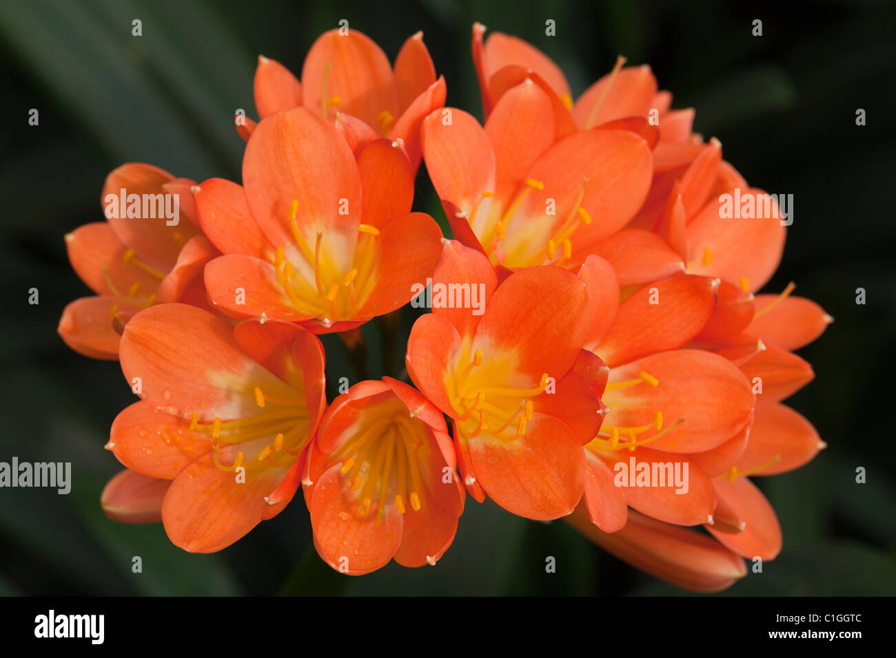 Amaryllidaceae Clivia "Salmón Bodnant' Foto de stock