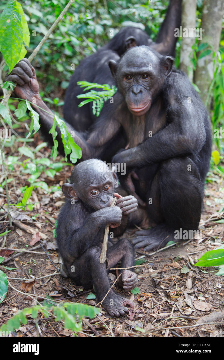 Adulto y bebé chimpancé Bonobo en el Santuario de Lola Ya Bonobo, República Democrática del Congo Foto de stock