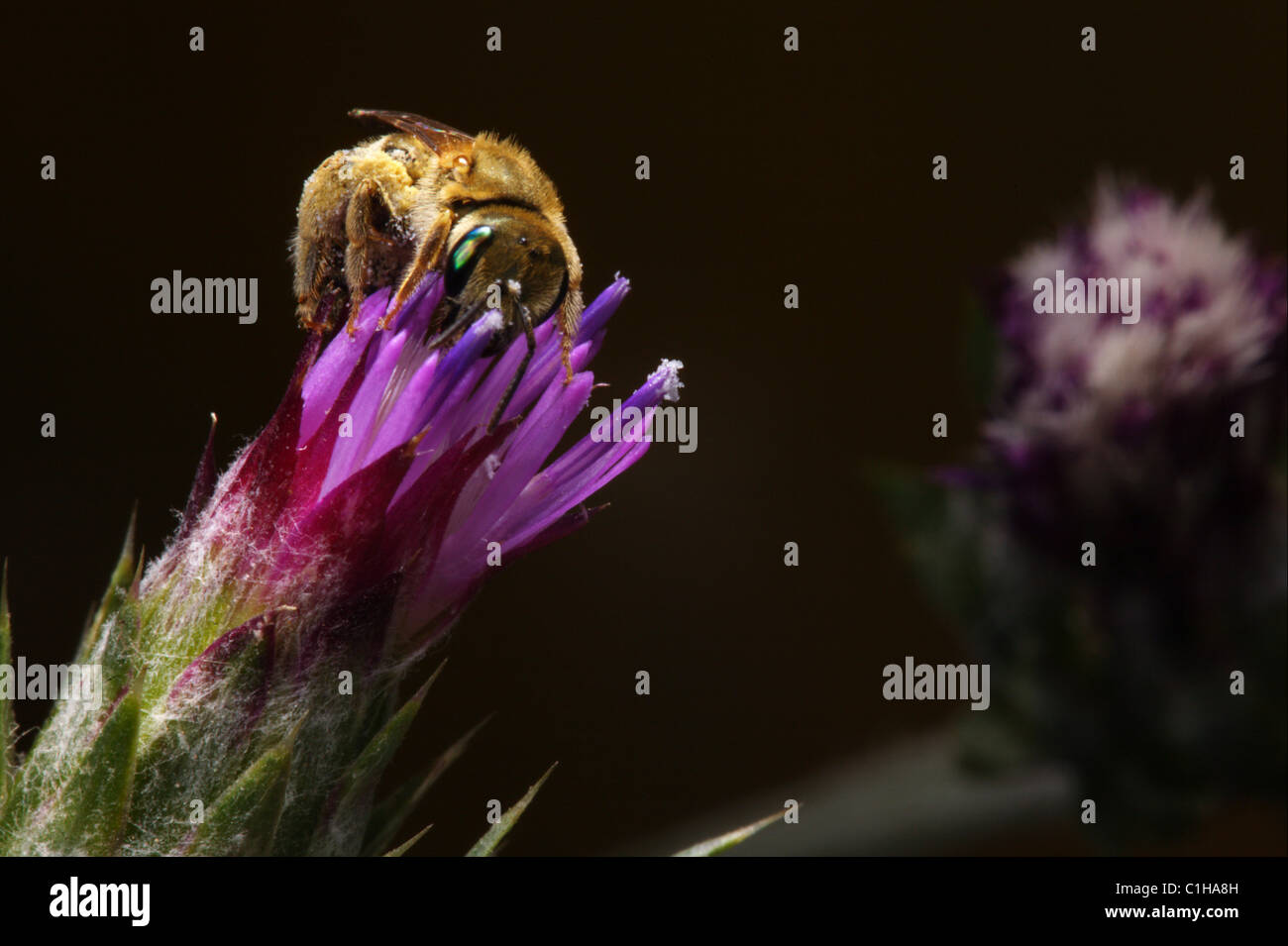 Bumblebee comer en flor azul de cardo Foto de stock