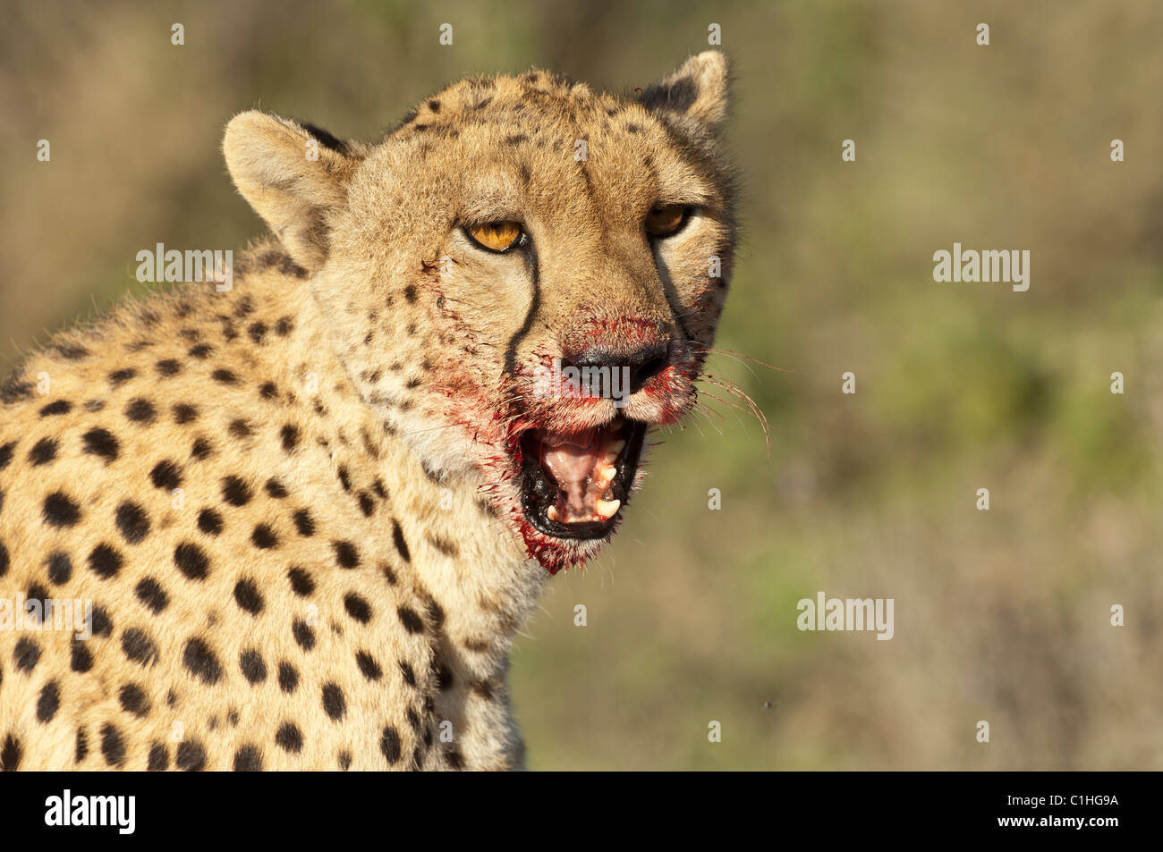 Fotografía de Stock de primer plano de un leopardo con un hocico sangriento. Foto de stock
