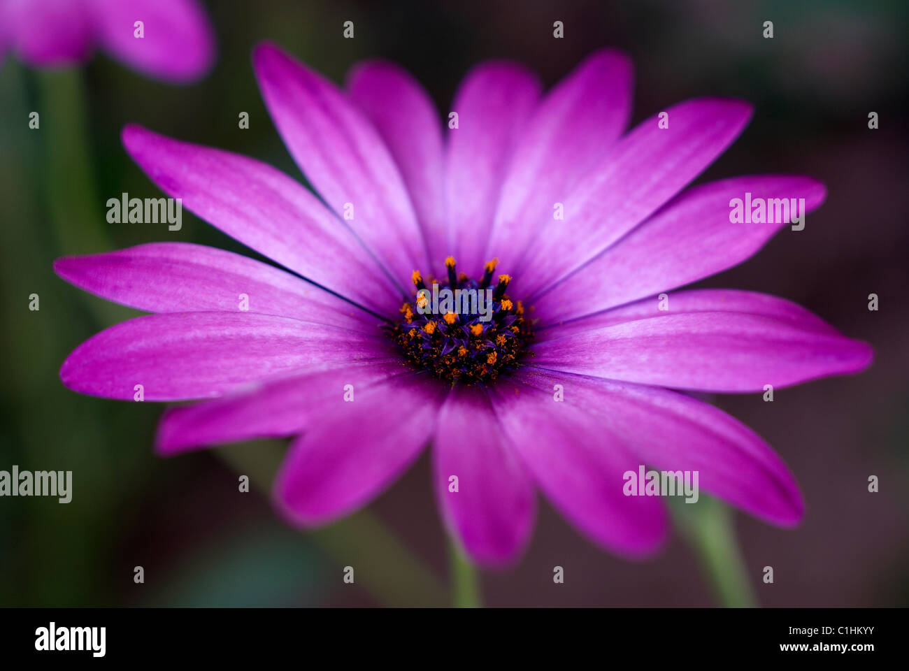 Flor púrpura, color, flora, pétalo, Primavera Rosa, pétalos de flores, polen, macro, cierre, cierre, polen de naranja, jardín atrás Foto de stock