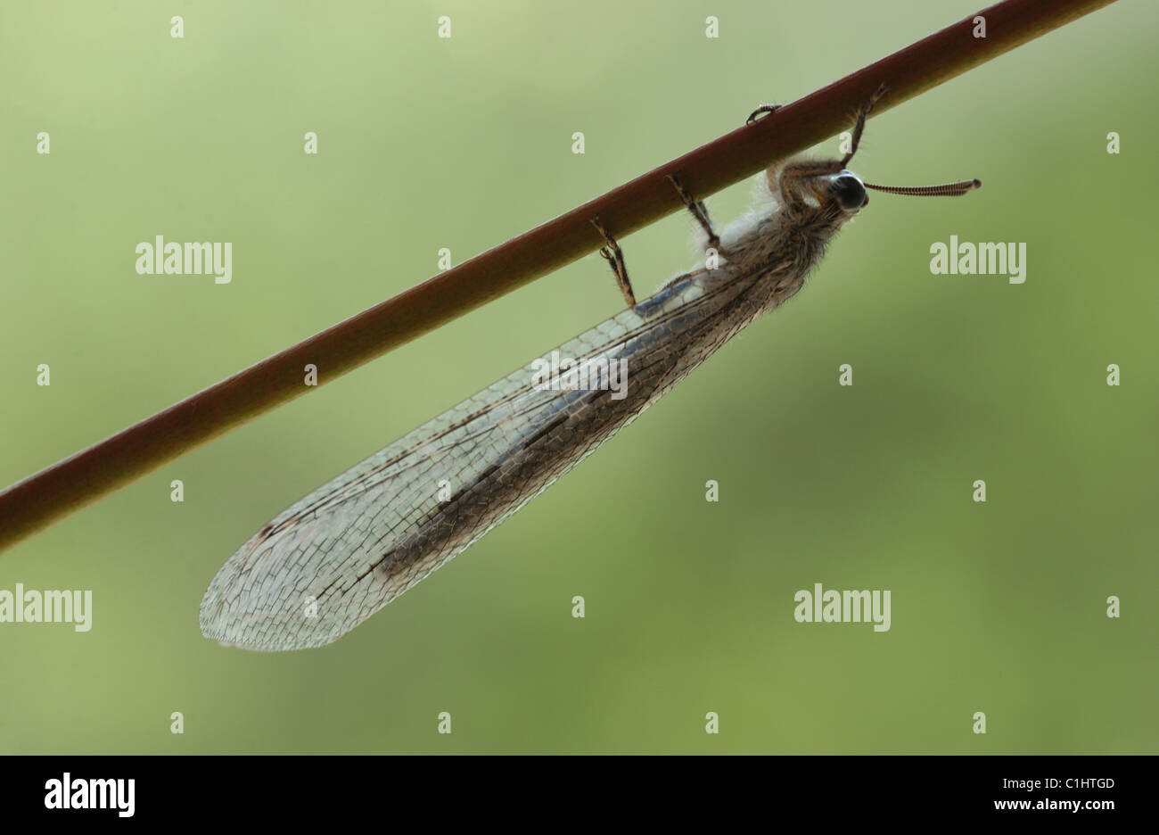 El orden de insectos Neuroptera, o net-insectos alados, incluye las crisopas Foto de stock