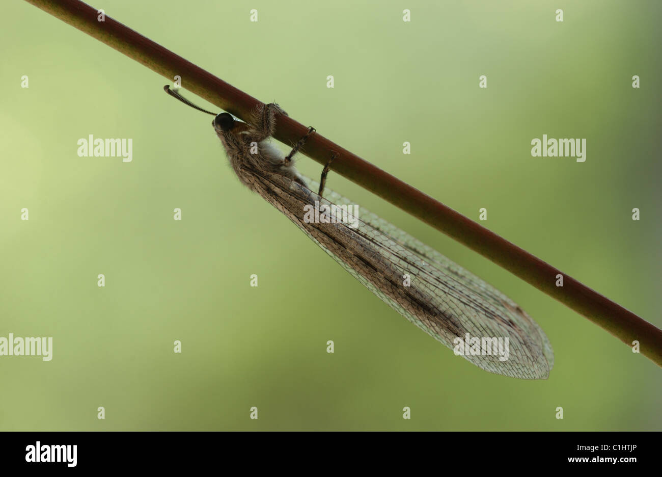 El orden de insectos Neuroptera, o net-insectos alados, incluye las crisopas Foto de stock