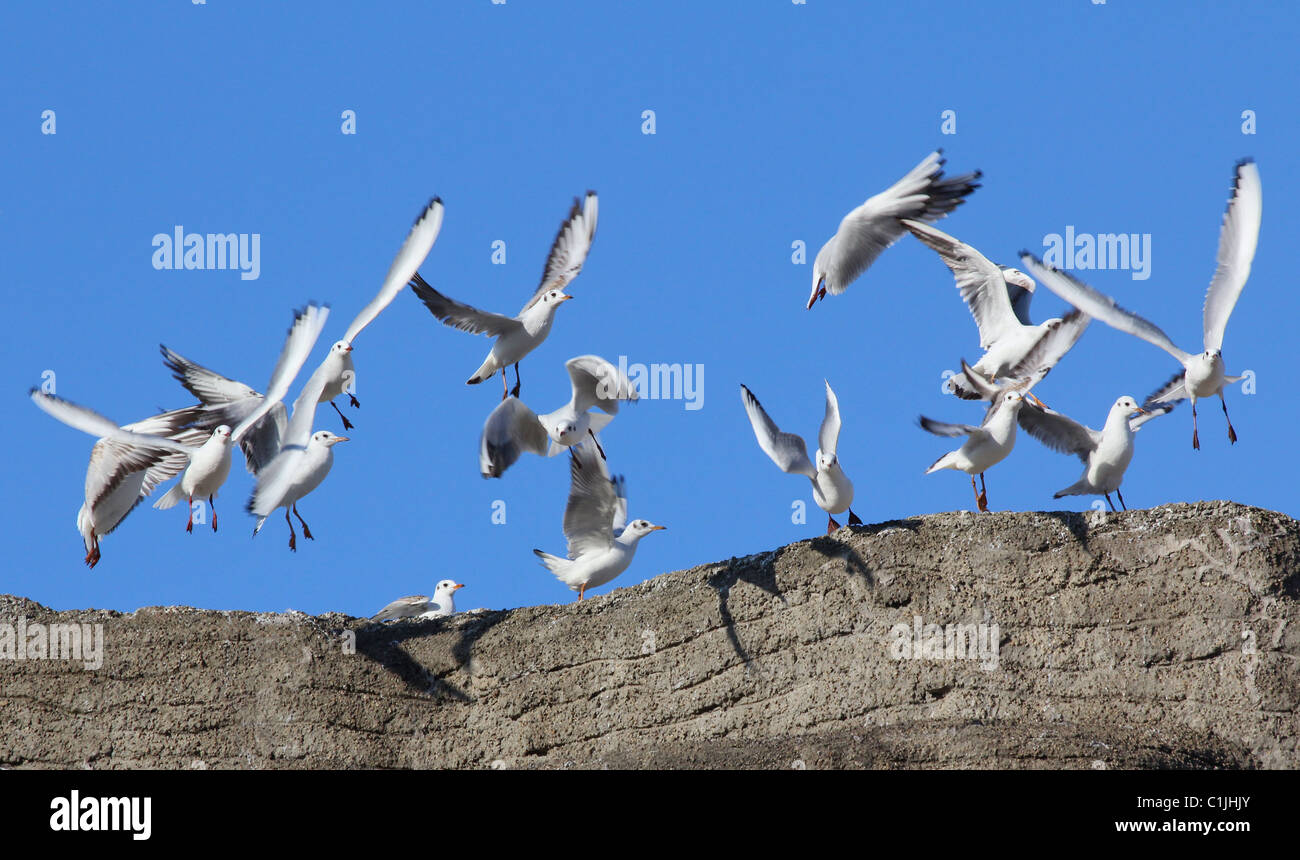 Un grupo de gaviotas volando. Foto de stock