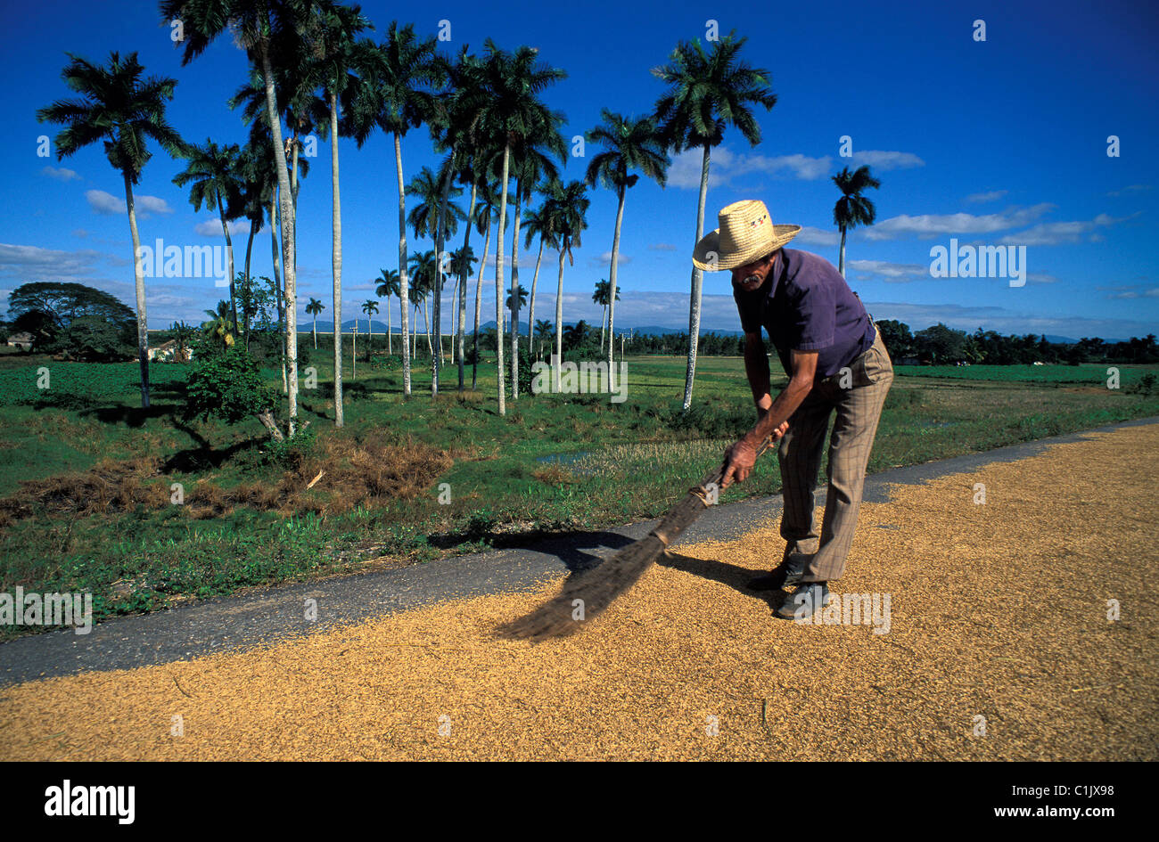 Cuba, Pinar del Río, zona de secado de arroz en la carretera Foto de stock
