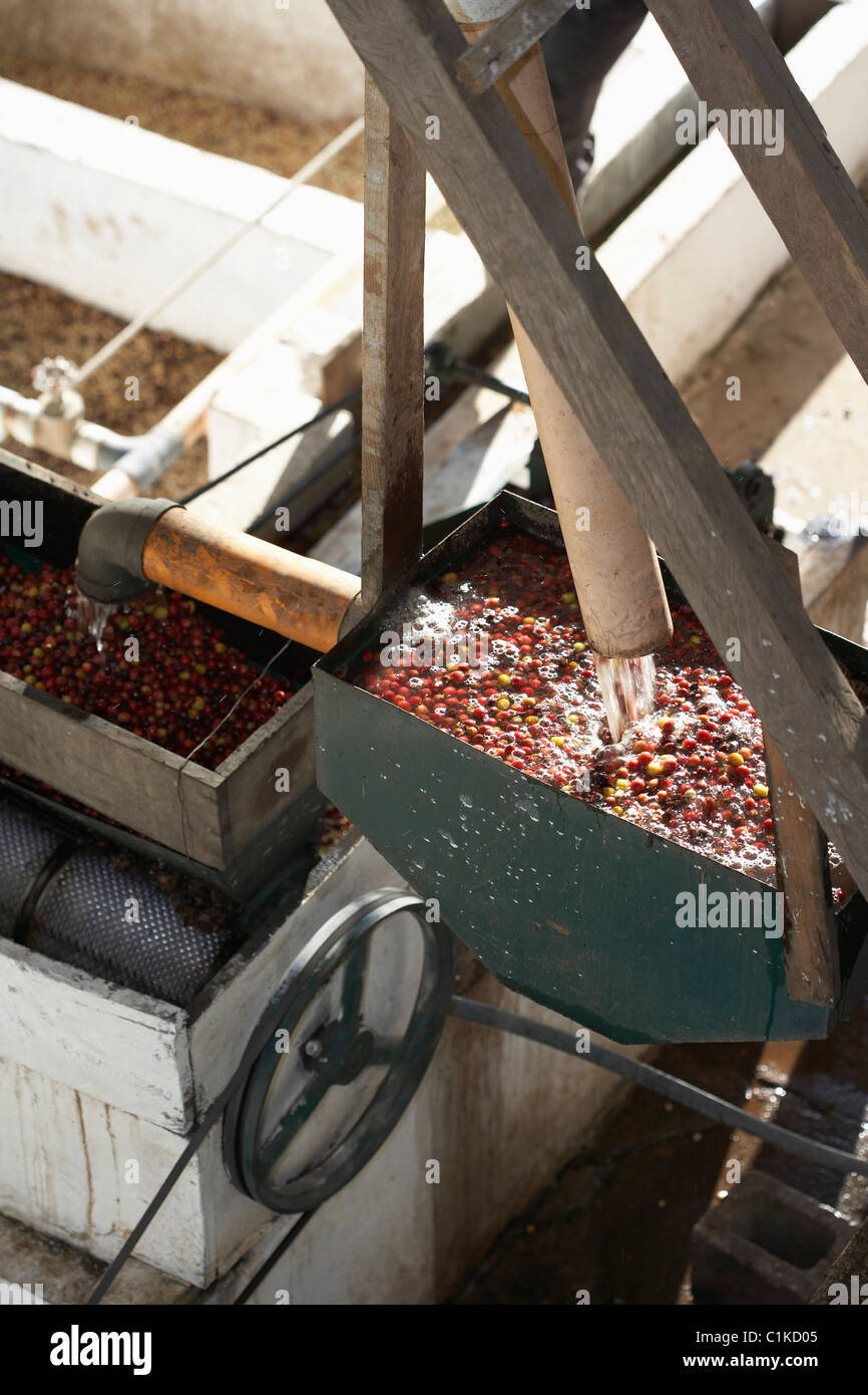 Los granos de café en Pulper, Finca Vista Hermosa plantación de café