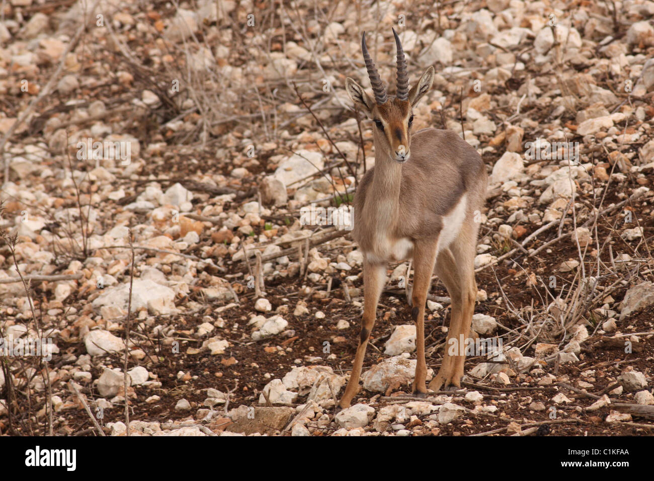 Israel gacela de montaña (Gazella gazella gazella) Foto de stock