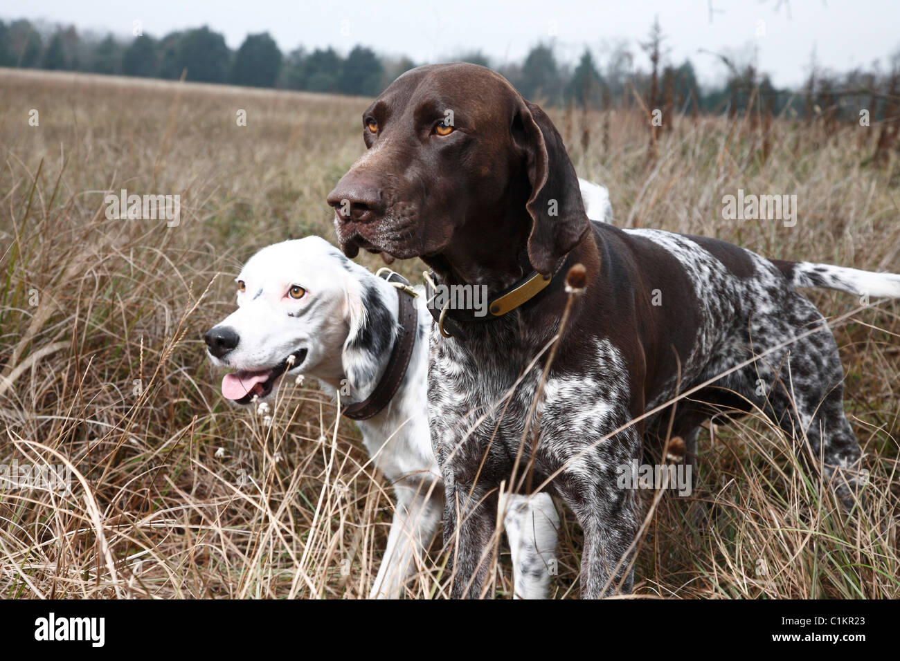 Dos perros en el campo, Houston, Texas, EE.UU Fotografía de stock - Alamy