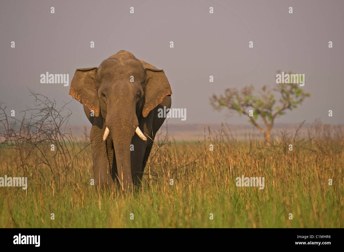 Elefante asiático Elephas maximus corbett India Foto de stock