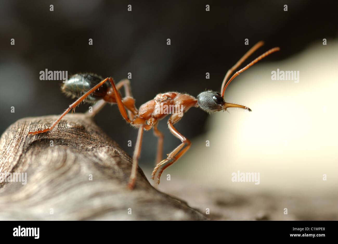 Hormiga bulldog fotografías e imágenes de alta resolución - Alamy