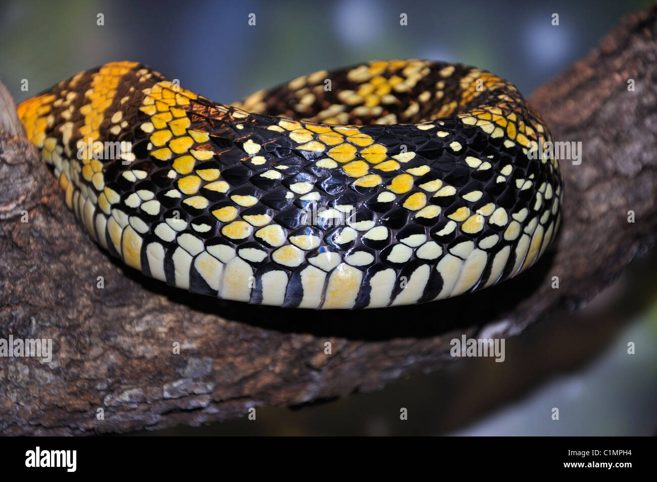 Tigre serpiente - rata Spilotes pullatus Foto de stock