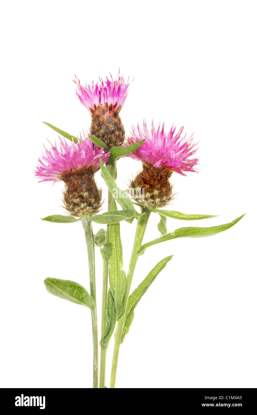 La gran flor morada del cardo mariano o Silybum marianum Cardo bendito  florece en los jardines ingleses en Winnipeg Fotografía de stock - Alamy